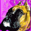 Kennel - ot Goldybox