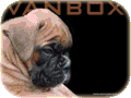 Kennel Vanbox
